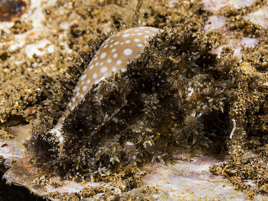 Naria miliaris
